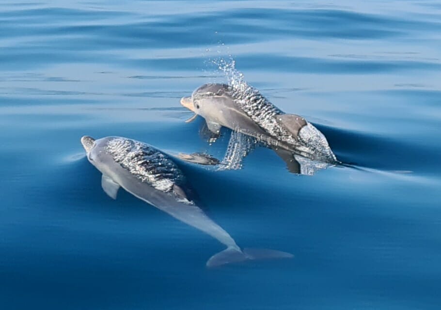 Bottlenose dolphins in King George Sound