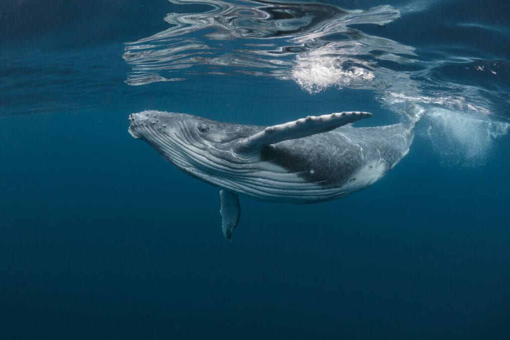 A Baby Humpback Whale Plays Near the Surface in Blue Water