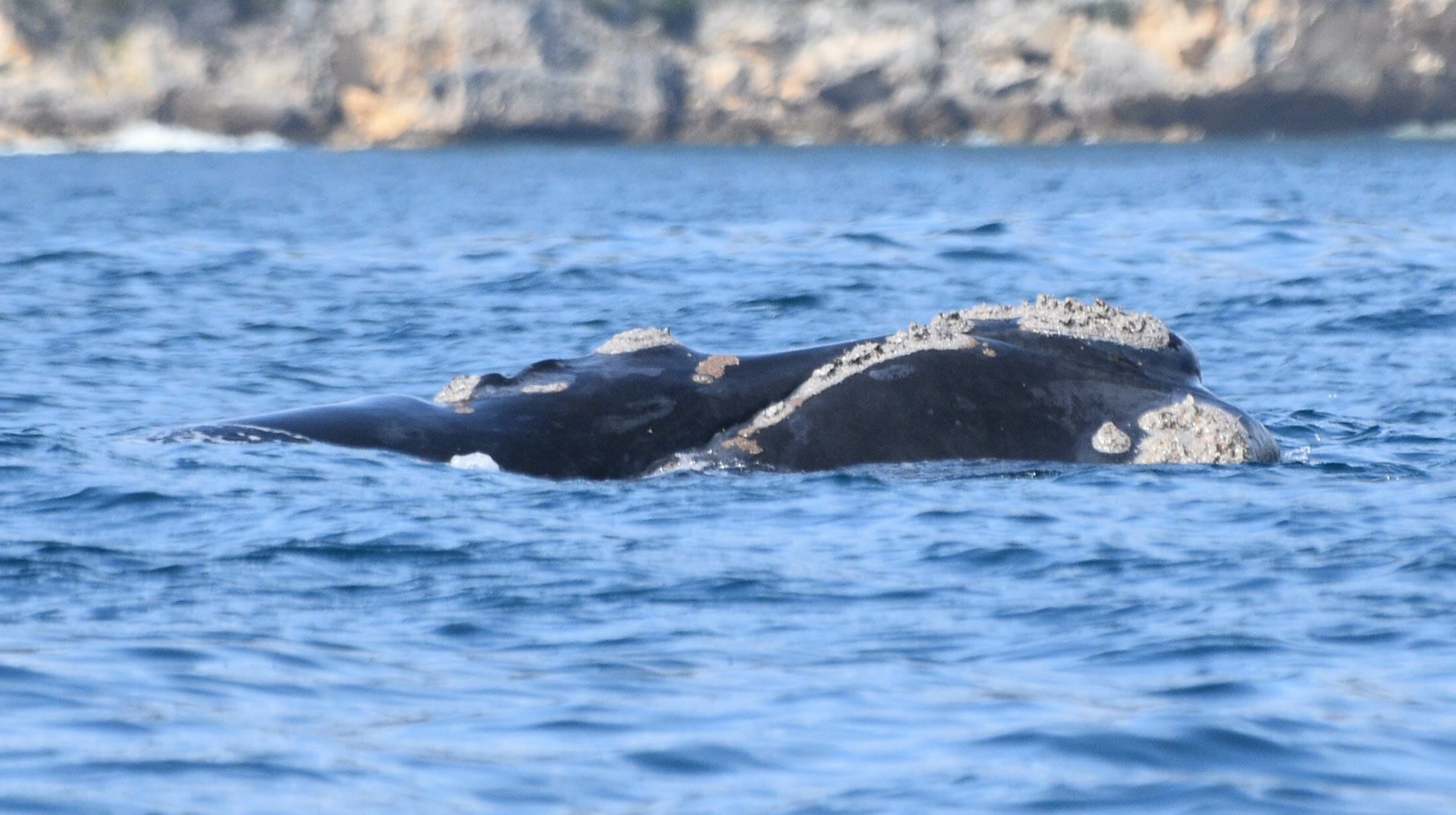 Southern Right Whale in King George Sound, Albany