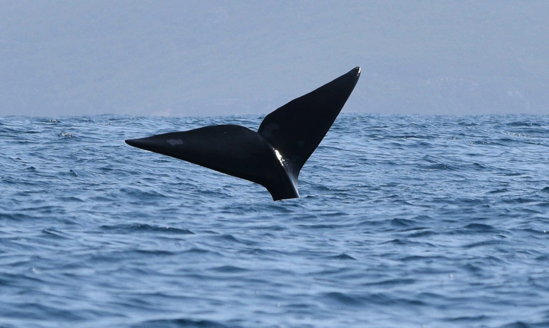 Humpback whale tail in King George Sound
