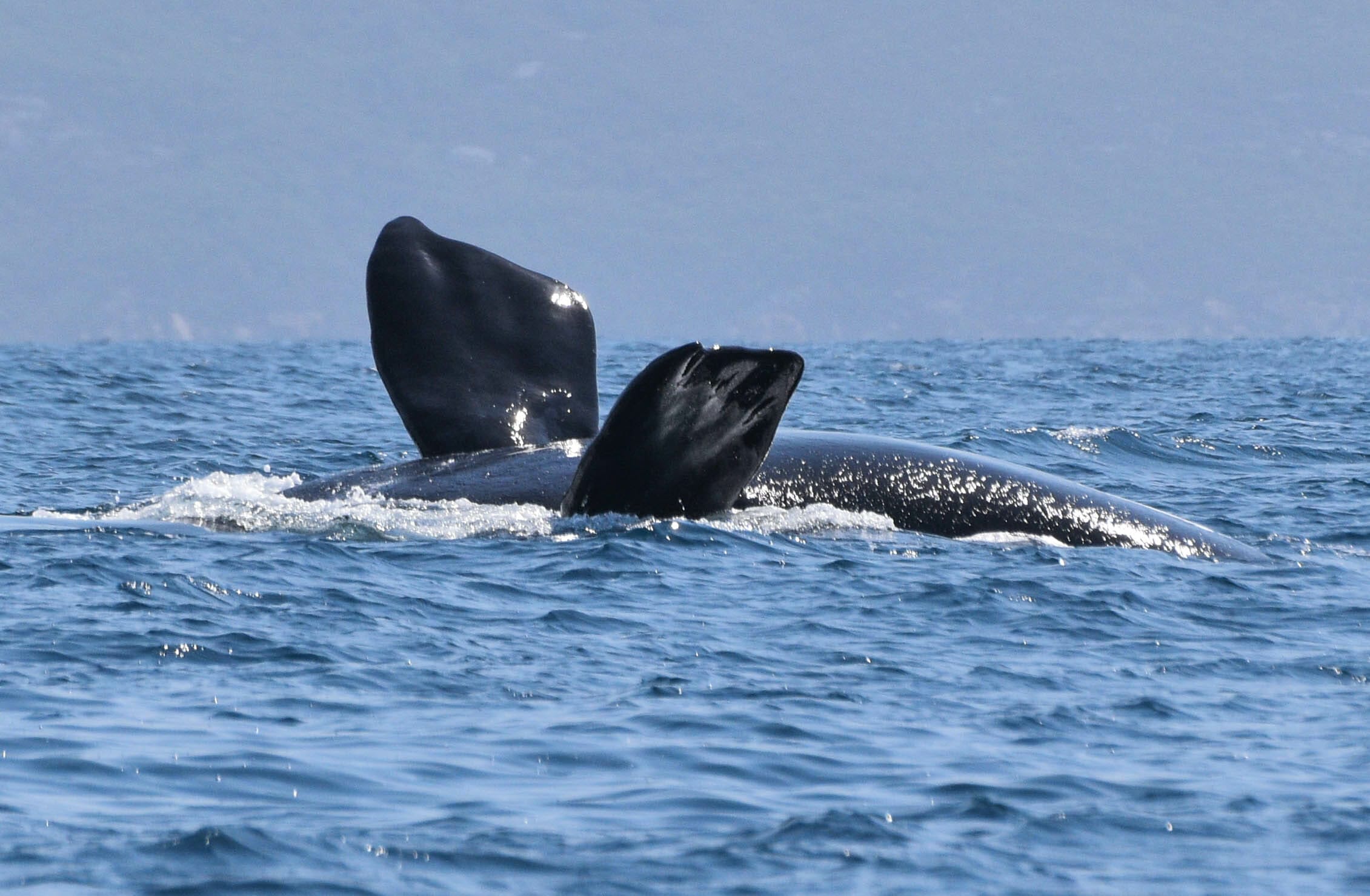 Southern Right Whale upside down in King George Sound, Albany