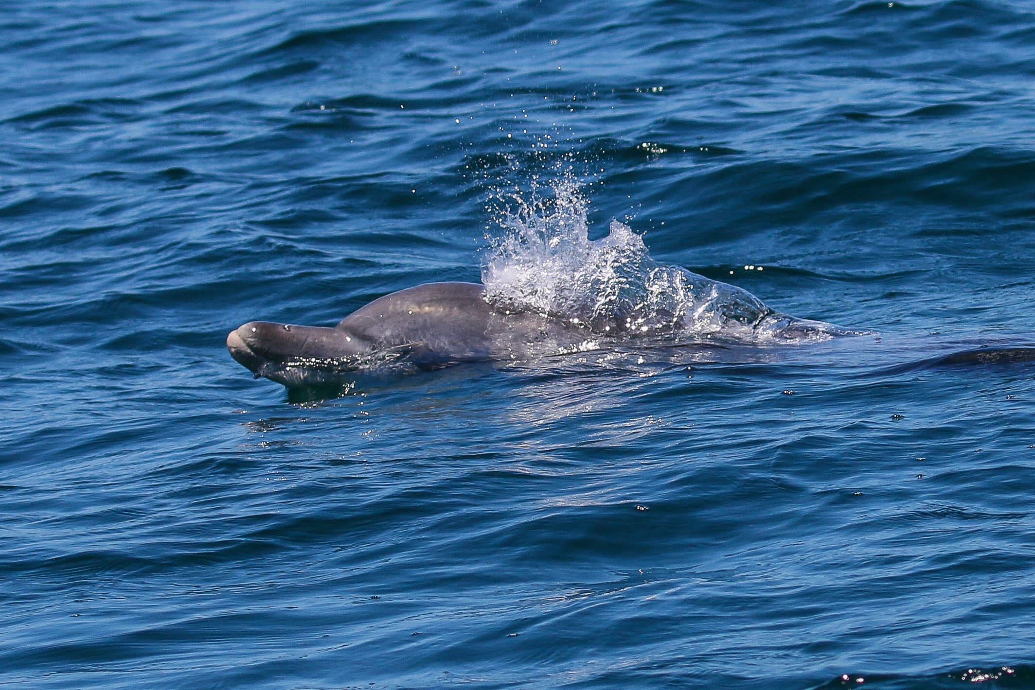Bottlenose dolphin in King George Sound Photo Credit: Kirsty Alexander