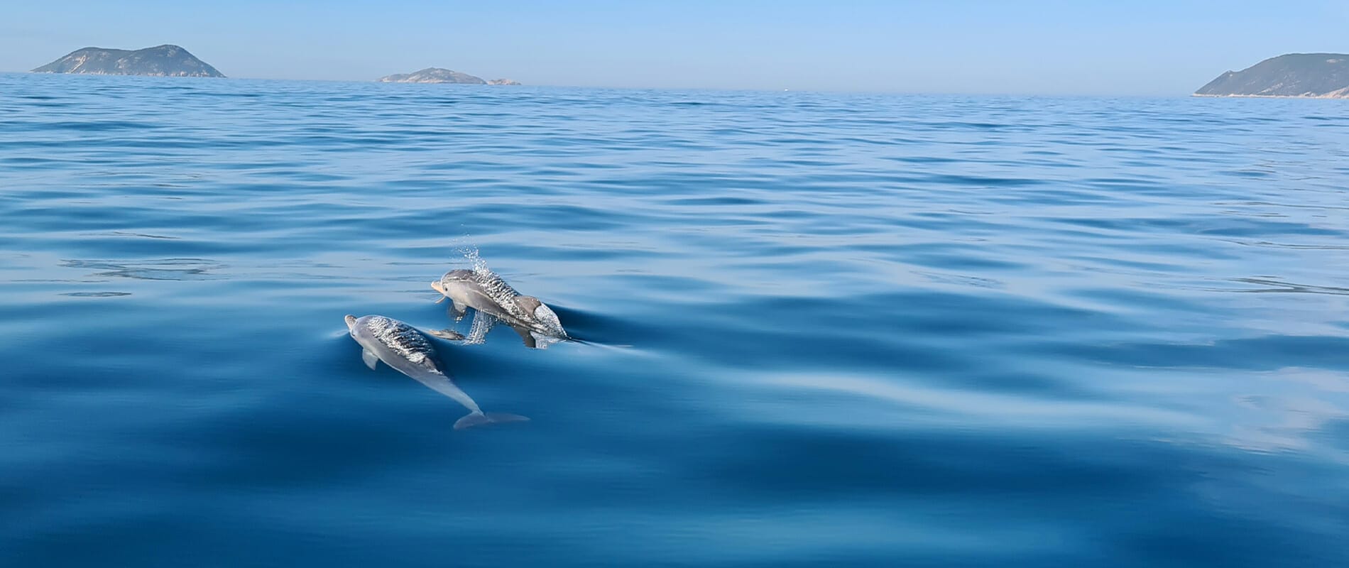 Bottlenose dolphins in King George Sound