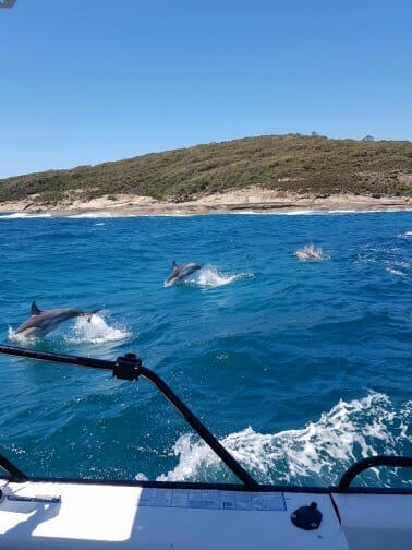 Common dolphins jumping behind the Young Salty Dog