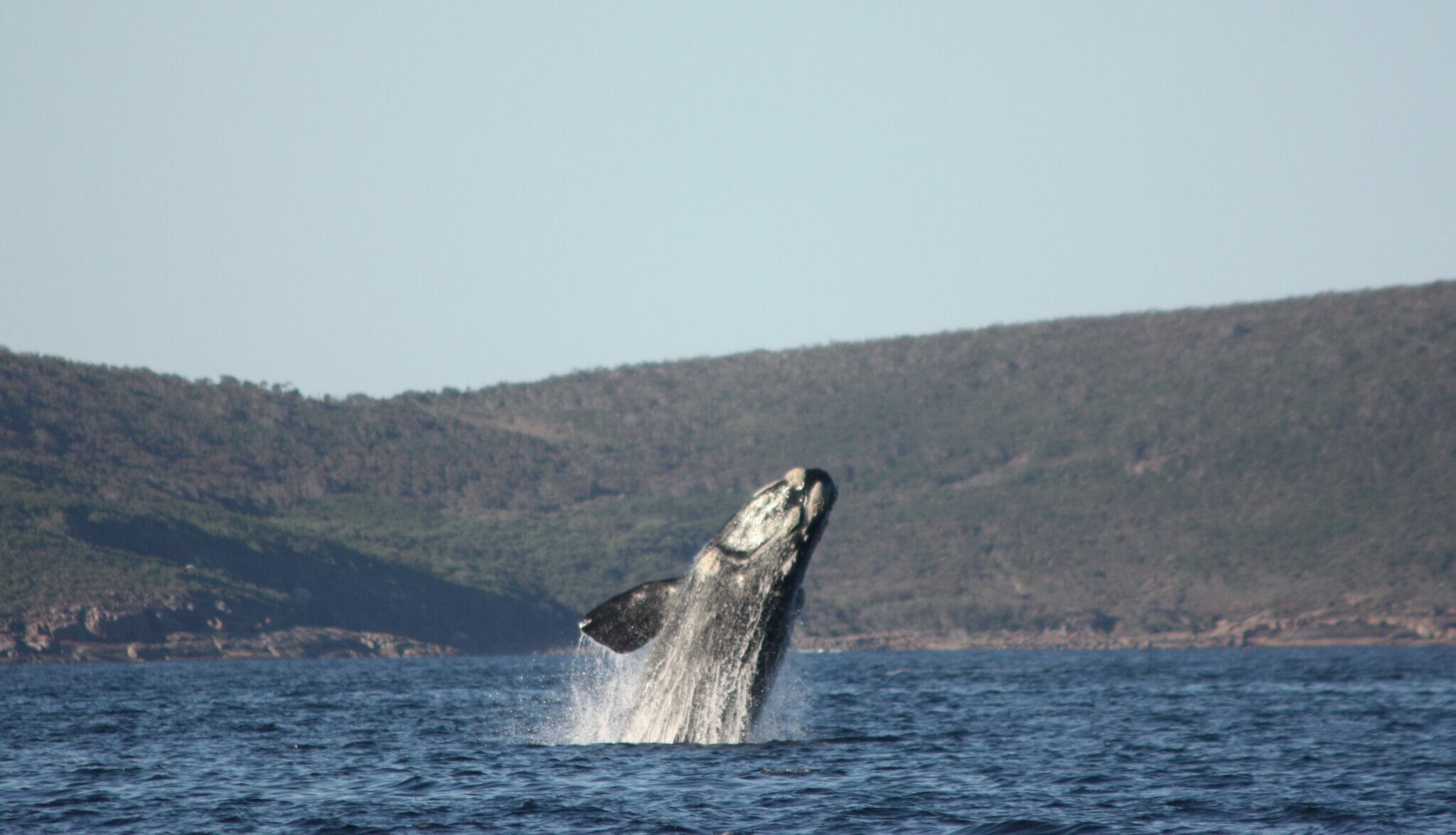 Humpback Whale in Frenchman Bay, Albany. Photo Credit: Mark Muscat