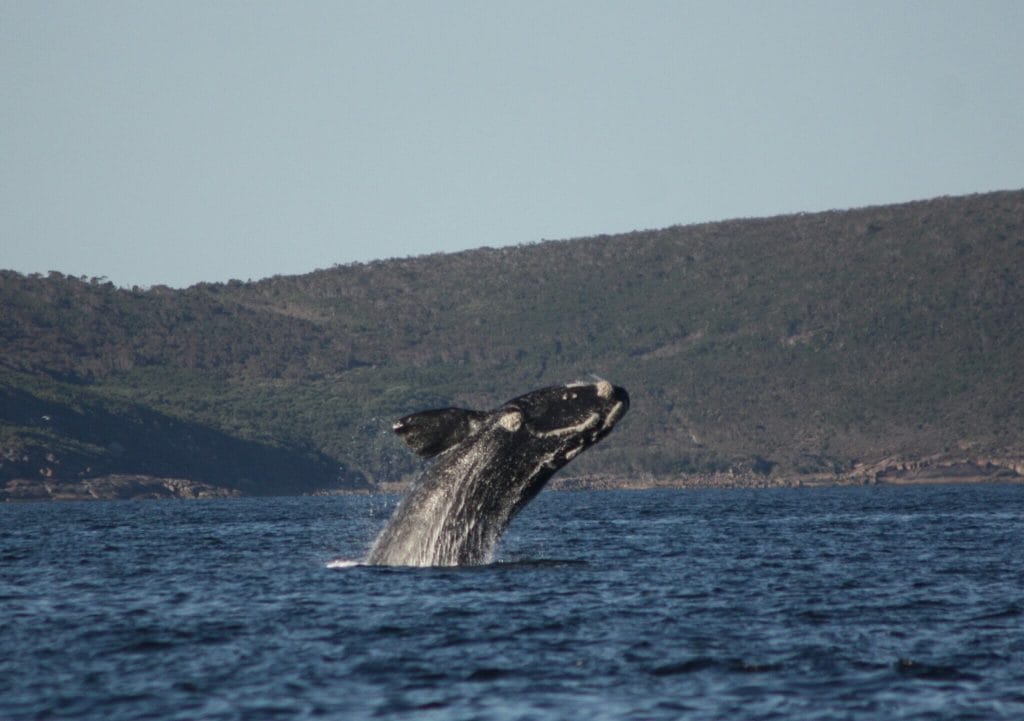 Humpback Whale breaching in Frenchman Bay, Albany