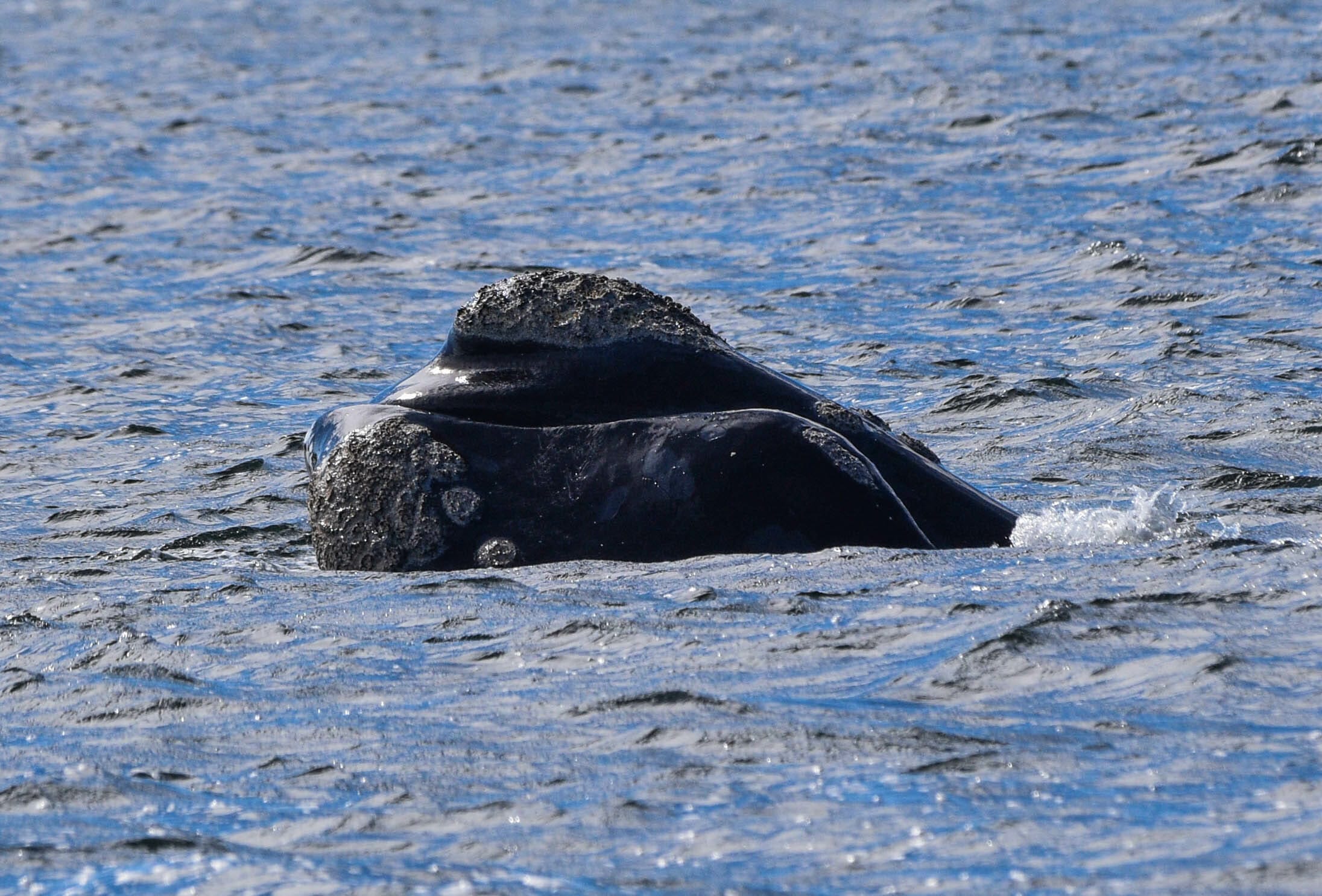 Southern Right Whale showing barnacles in King George Sound, Albany