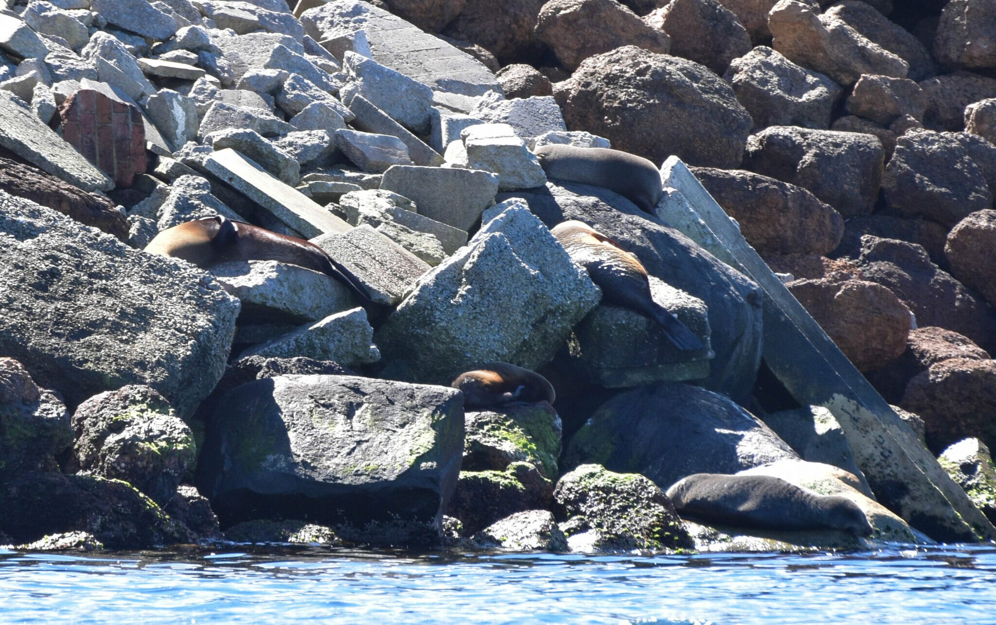 Seals sunning on rocks in King George Sound, Albany