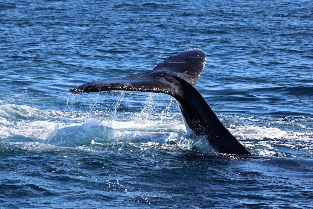 Whale Tail. Photo Credit: Chris Meuzelaar