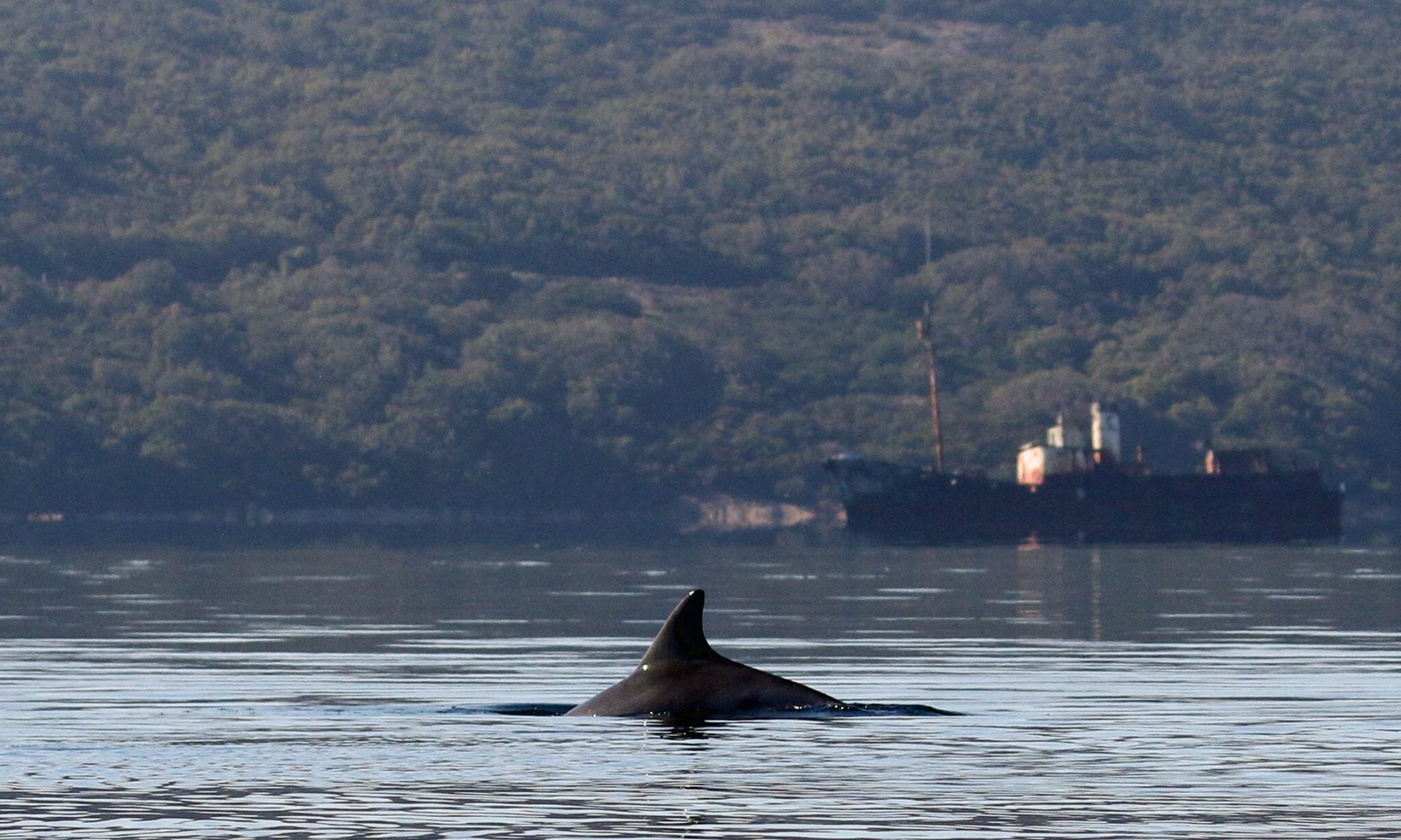 Dolphin near Cheynes II Whale Chaser, Albany