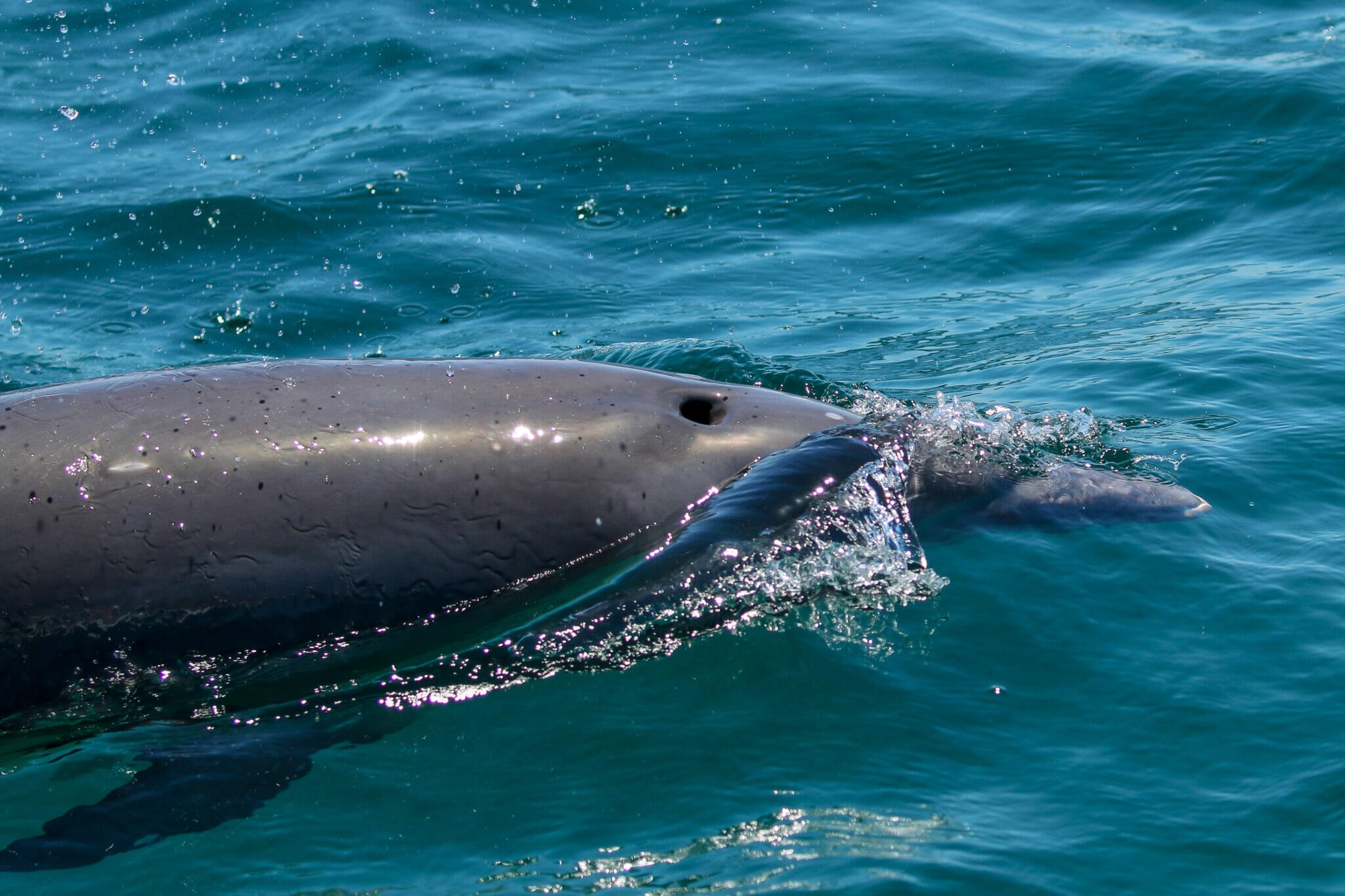 Bottlenose dolphin in King George Sound