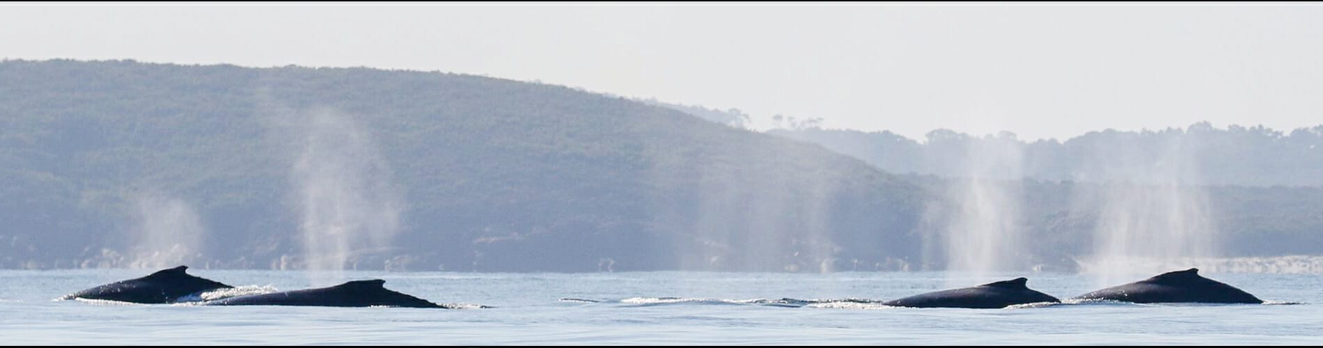 Humpback whales in King George Sound. Photo Credit: Kirsty Alexander