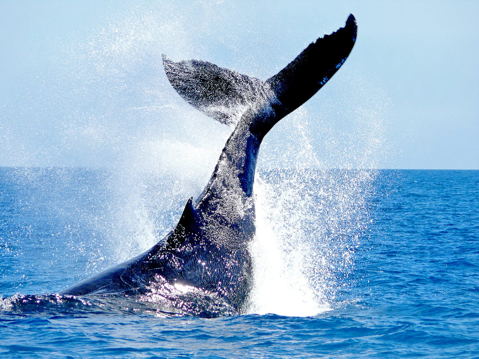 Humpback Whale doing a "Karate Chop" splash