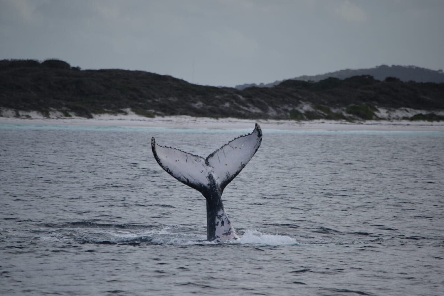 Humpback Whale in King George Sound, Albany. Photo Credit: Nathan