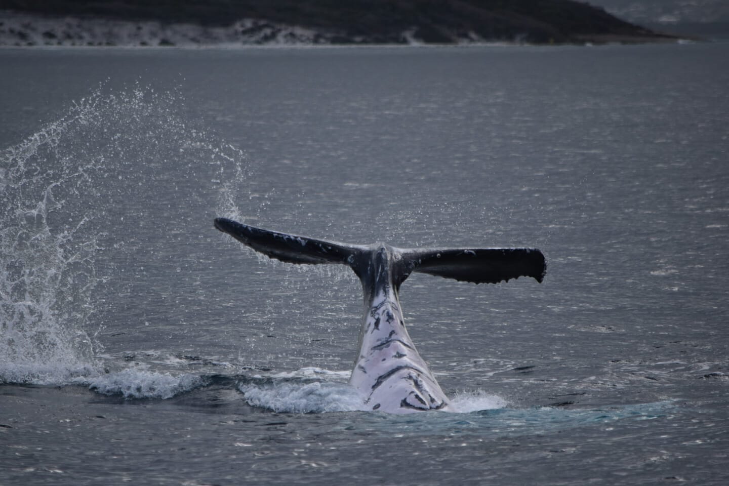Humpback Whale in King George Sound, Albany. Photo Credit: Nathan