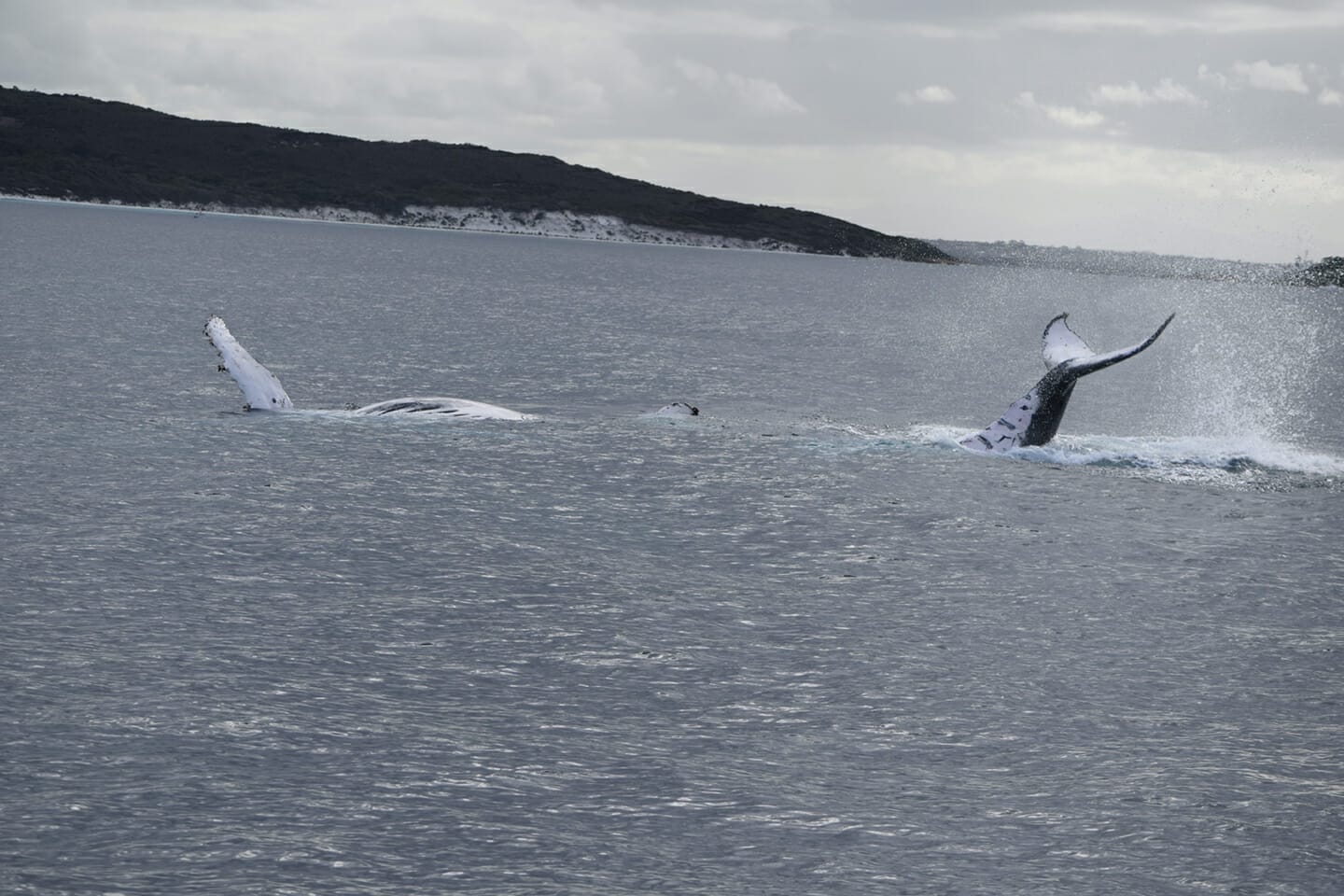 Two Humpback Whales playing in King George Sound, Albany. Photo Credit: Nathan